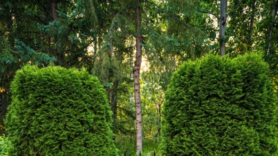 Brick path, metal gate, hedges. Small plants. Photo